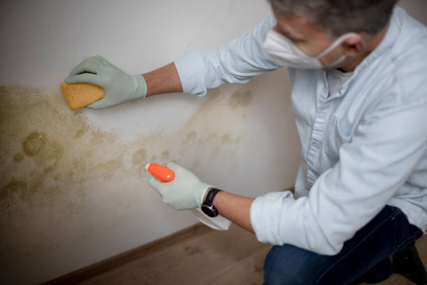 Best Mold Remediation Experts  in Henderson, KY