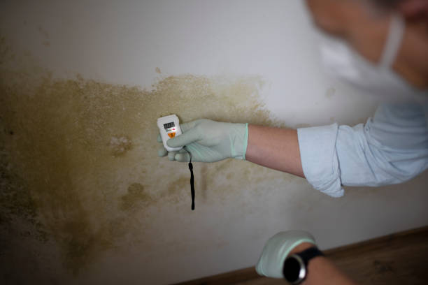 Professional Mold Removal in Henderson, KY