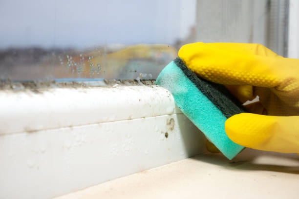 Best Emergency Mold Removal  in Henderson, KY