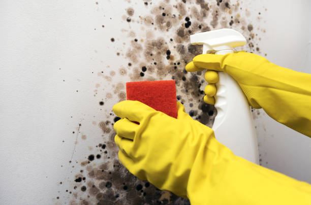 Best Mold Removal Company Near Me  in Henderson, KY