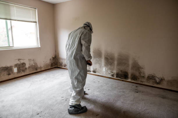 Best Commercial Mold Removal  in Henderson, KY