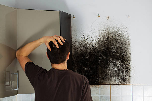 Best Best Mold Removal Companies  in Henderson, KY